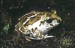 Knoblauchkrte